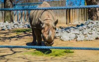 Brookfield Zoo vs. Lincoln Park Zoo
